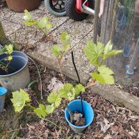 Trauben Gartnbaum  Baum Pflanzen Nordrhein-Westfalen - Bad Oeynhausen Vorschau