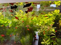 Roter Platy / Endlers Guppy Nachzucht Baden-Württemberg - Pforzheim Vorschau