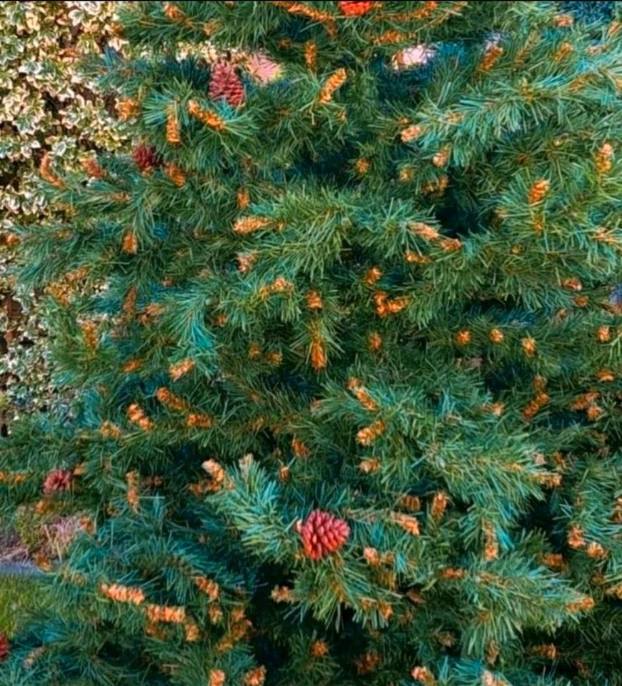 Nordmann NEU‼️ Tanne Weihnachtsbaum künstlich + Licht+ Silberschm in Regensburg