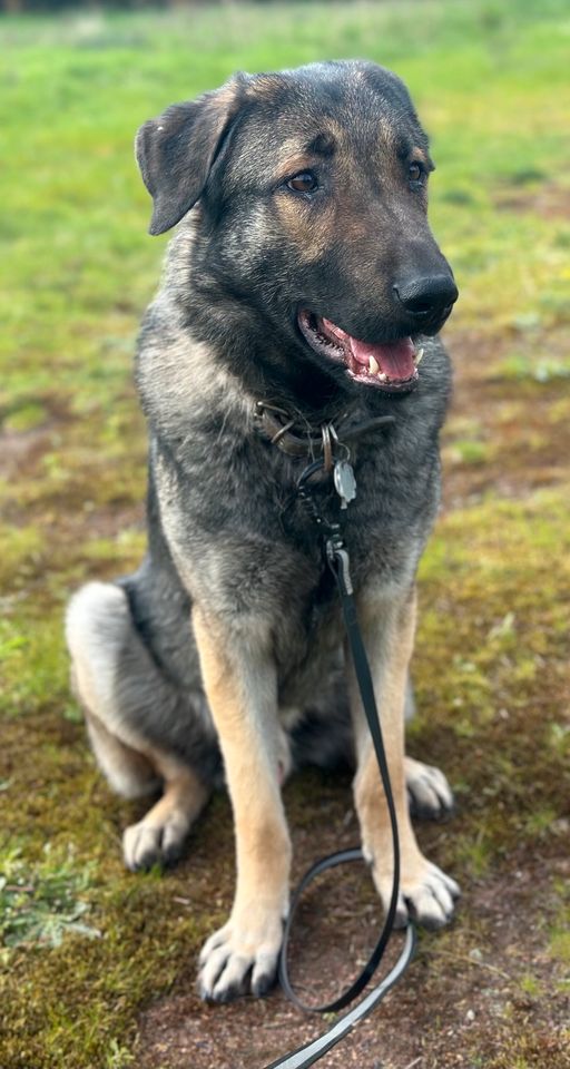 Fenrir, Rüde kastriert, ca 1,5 Jahre, ca 75 cm in Wegberg