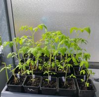 Tomatenpflanzen, Cherrytomaten, Stabtomaten, Salattomaten Mecklenburg-Vorpommern - Stralsund Vorschau