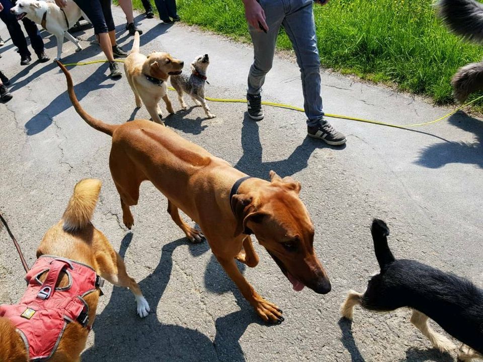 Spielgruppe für Hunde / Hundefreilauf, Hundetreffen, Hundeschule in Soest