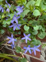 Winterharte Hängeglockenblume Nordrhein-Westfalen - Oberhausen Vorschau