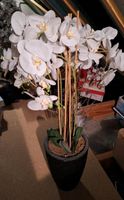 Künstliche Orchidee im Topf Bayern - Burgebrach Vorschau