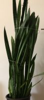 *** Sanseveria | Pflanze | Höhe ca. 140 cm *** Berlin - Neukölln Vorschau