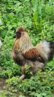 Zwergseidenhuhn / Zwerg - Seiden - Jung - Hahn wildfarbe Nordrhein-Westfalen - Willebadessen Vorschau