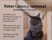 VERMISST Kater Lemmy in Flörsheim/Main Hessen - Hochheim am Main Vorschau