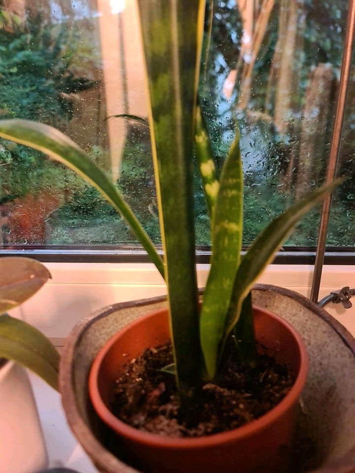 Sanseveria Pflanze in Saarbrücken