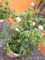 Rosen Kletterrosen Rose Pflanzen Top Nordrhein-Westfalen - Dormagen Vorschau