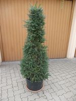 Heimische Eibe, Taxus baccata , Kegel 150cm Rheinland-Pfalz - Lingenfeld Vorschau