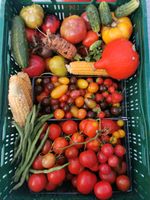 Tomaten aussäen jetzt! Tomatensamen verschiedene Sorten Niedersachsen - Vrees Vorschau