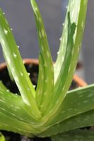 Aloe Vera Pflanzen - selbstgezüchtet (5-10€) Niedersachsen - Geestland Vorschau