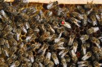 Bienenvölker carnica in dnm 1,5 Nordrhein-Westfalen - Plettenberg Vorschau