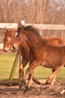 Quarter Horse Hengst , reining , ranch riding Brandenburg - Neuhardenberg Vorschau