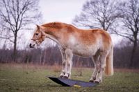 Pferdewippe Ganzkörperwippe Wippe Pferde Agility Zirzensik Bodena Baden-Württemberg - Argenbühl Vorschau