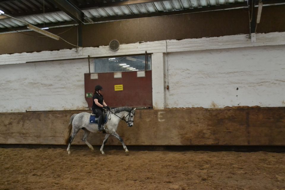 Deutsches Reitpony / Zuchtstute in Gettorf