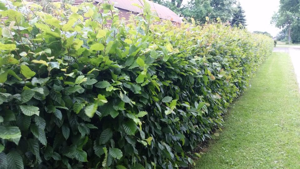 Hecke aus Hainbuche | Rotbuche | Feldahorn 50-80cm gro0, je 3,49€ in Ellerhoop