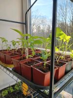 Paprikapflanzen Pfefferonipflanzen Bayern - Neuhaus am Inn Vorschau