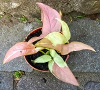 Syngonium Pink Salmon - M50 Hessen - Obertshausen Vorschau