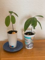Avocado Pflanze | Baum | Zimmerpflanze | Ableger Hamburg-Nord - Hamburg Winterhude Vorschau