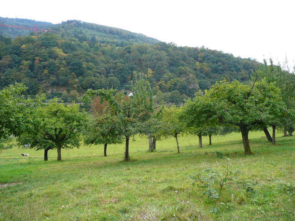 Suche Wiese, Wald, Weiher/Teich, Grundstück in Allersberg