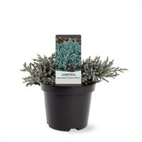 Blauer Zwerg-Wacholder Juniperus squamata 'Tropical Blue' 20-35cm Nordrhein-Westfalen - Nordkirchen Vorschau