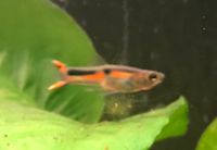 Endler Guppy 6er Gruppe Männchen ca. 2cm auch für Nano Becken Bayern - Ebelsbach Vorschau