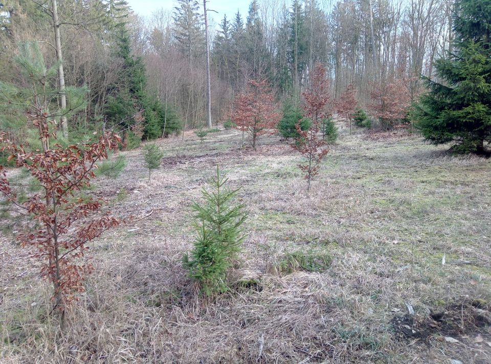 Freizeitgrundstück / Wald  bei Ebermannstadt in Forchheim