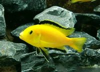 Labidochromis caeruleus Yellow Malawi Buntbarsche Niedersachsen - Gnarrenburg Vorschau