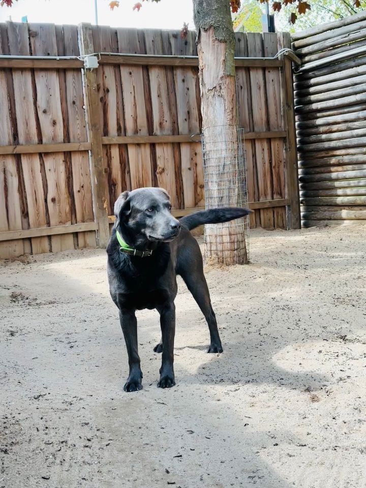 Labrador Welpen in Ohrdruf