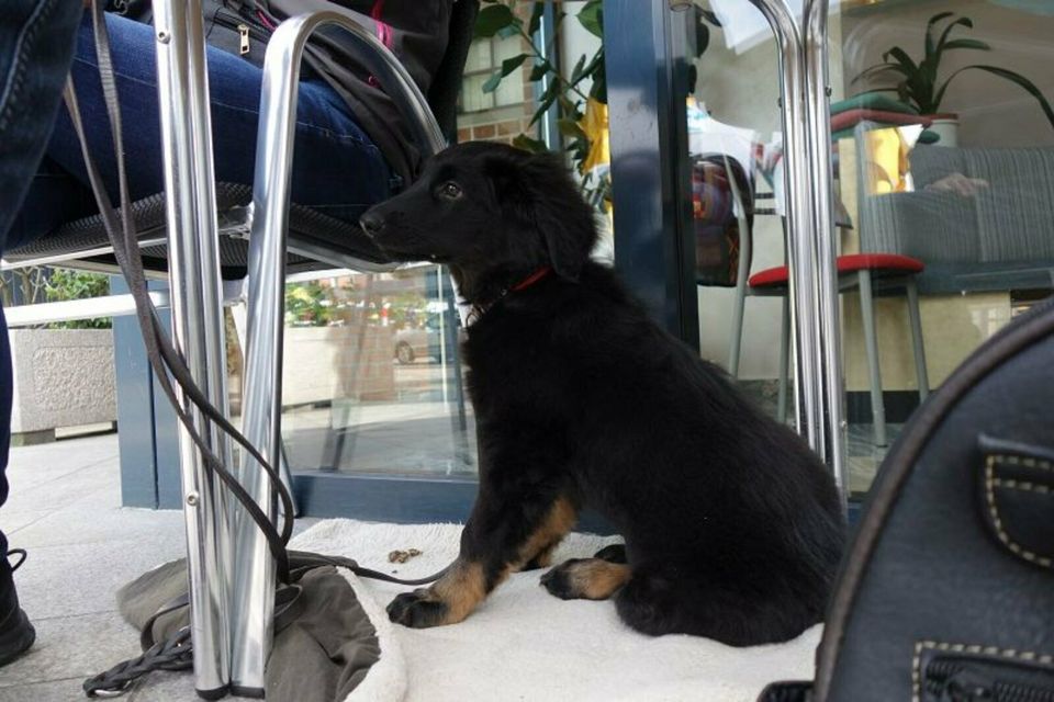 Hundeschule Hausbesuch - Welpen, Junghunde in Haselbach b. Mitterfels