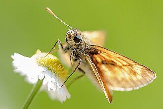 20 Sorten heimische Samen Wild-Bienenwiese/Schmetterlingsgarten in Großrosseln