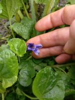 Veilchen, Lila Blüte im März Kiel - Meimersdorf-Moorsee Vorschau