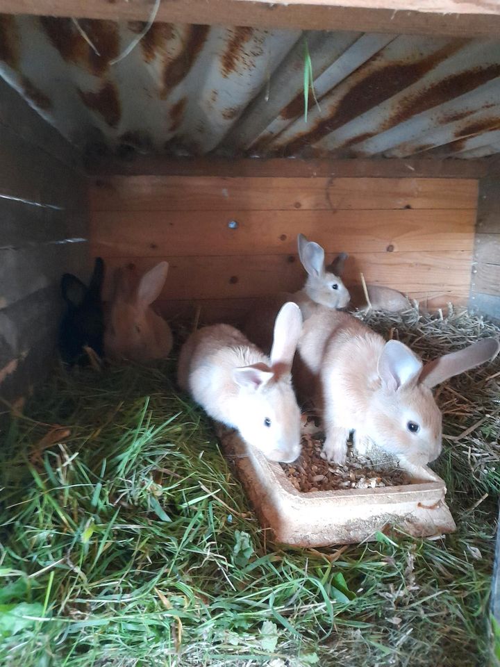 Kaninchen Hasen in Parchim