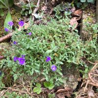 Blaukissen pflanze Pflänzchen Ableger Blume Bayern - Kaufbeuren Vorschau