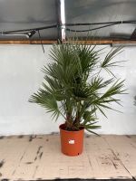 Zwergpalme Chamaerops Humilis Palme | S | ca. 100-110cm Stuttgart - Feuerbach Vorschau