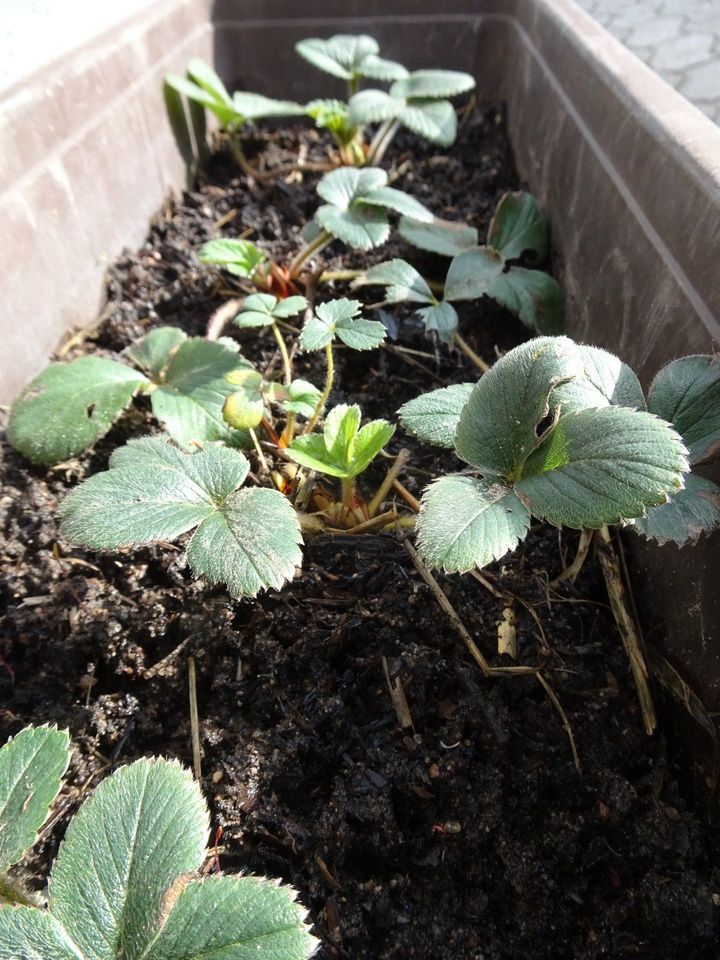 Erdbeeren, Pflanzen, Essen, Küche, Kinder, Haus, Garten in Griesheim