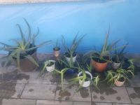Orginal Aloe Vera Pflanzen Sachsen-Anhalt - Röblingen am See Vorschau