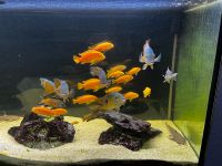 Komplette Aquarium Auflösung (Hobbyaufgabe) Baden-Württemberg - Untergruppenbach Vorschau