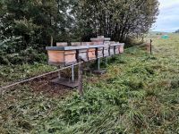 Suche Bienenstellplatz Standort für Bienen Bayern - Altusried Vorschau