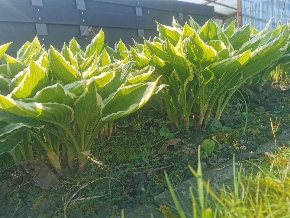 Funkie Hosta Herzblatt-Lilie Gartenpflanze Beet Blume in Stockach