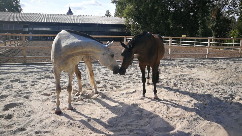 Reitunterricht für Jung und Alt, Anfänger bis Fortgeschrittene in Dettelbach