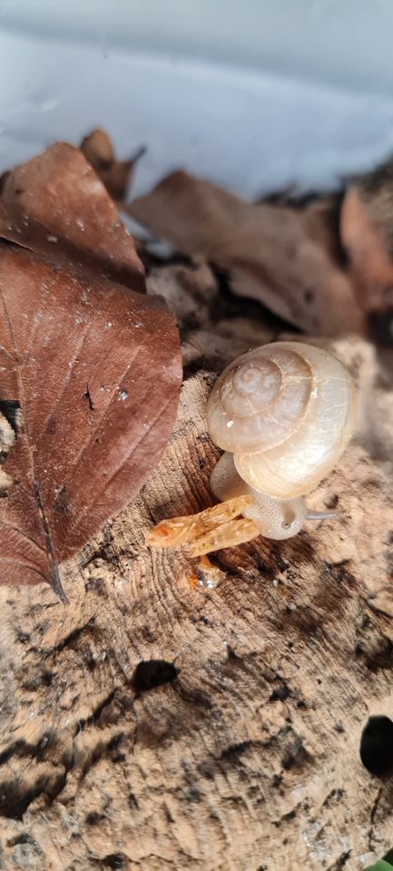 Camaena platyodon Hainan keine Achatschnecken in Chemnitz