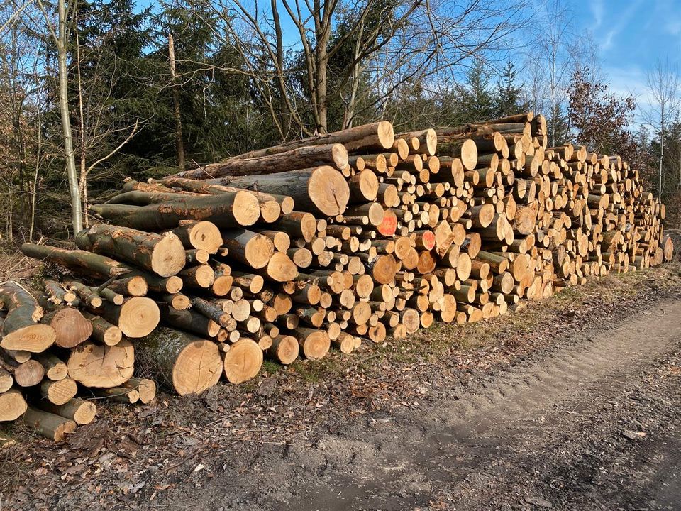 Laubholz Brennholz Kaminholz Stammholz Raum Schleiz in Schleiz