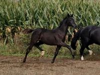 Prämiertes Fohlen Pony Ponyfohlen Niedersachsen - Rodewald Vorschau