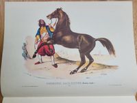 Blatt, 4 Seiten - alte Drucke Pferde Kr. München - Ottobrunn Vorschau