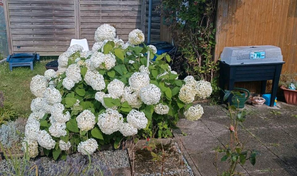 Ableger Schnellballhortensie "Annabell" in Schwerin