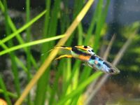 Endler Guppys Nordrhein-Westfalen - Heiden Vorschau