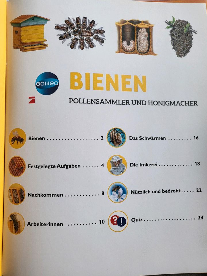 Bienen von Galileo in Essen