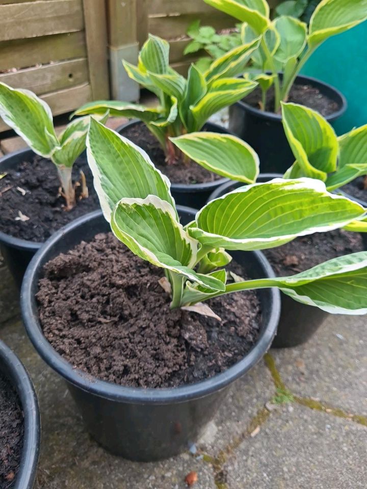 Funkie mit lilaner Blüte (Hosta) Jungpflanze in Gifhorn